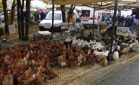 foire-aux-dindes de sablons